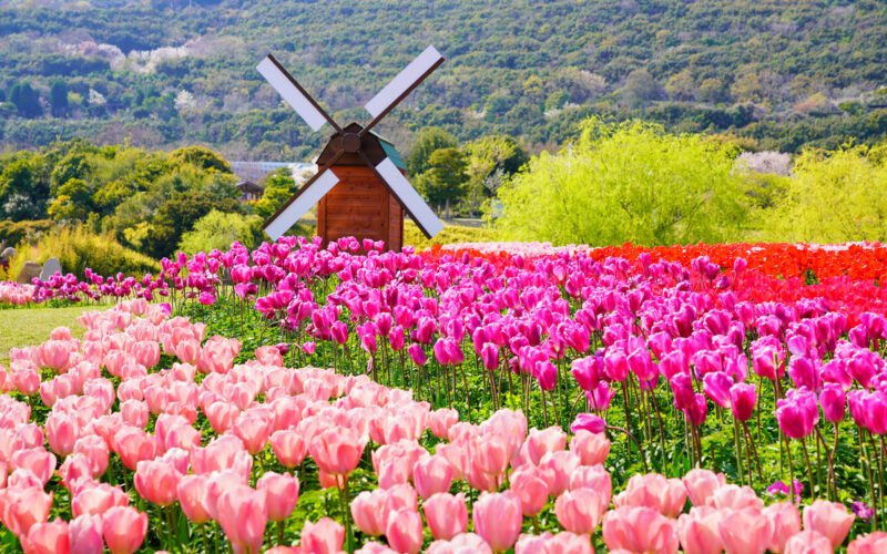 🏞️ 나루토 우치노우미 종합공원(나루토 우치노우미 소고코엔) 이미지 7